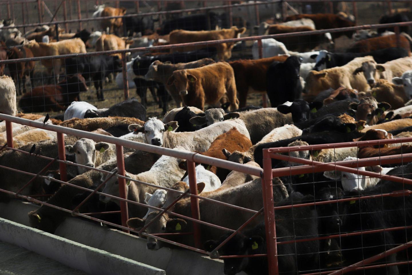 U.S.’s screwworm fix is still a year away, risking more spread