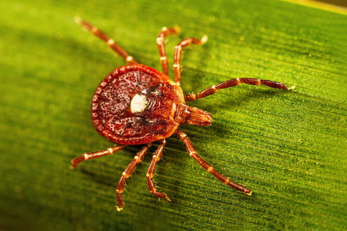 Meet the lone star tick: the primary U.S. source of alpha-gal syndrome, which is a life-threatening meat allergy that’s on the rise