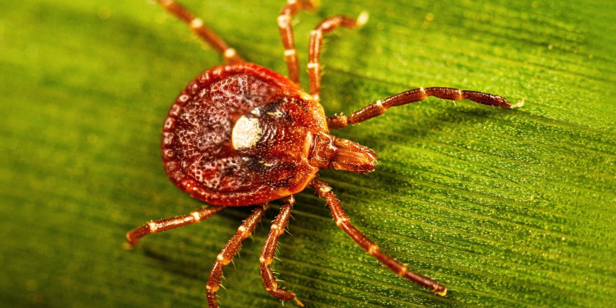 Lone Star Tick: Primary US Source of Life-Threatening Meat Allergy Lone Star Tick: Primary US Source of Life-Threatening Meat Allergy