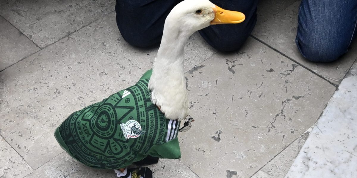 Merlin the Duck was allowed inside Mexico City’s Azteca Stadium, but only to film a commercial