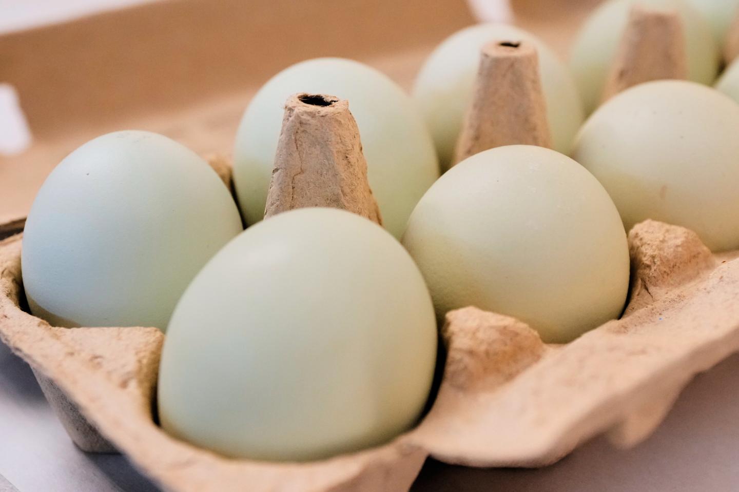 eggs
