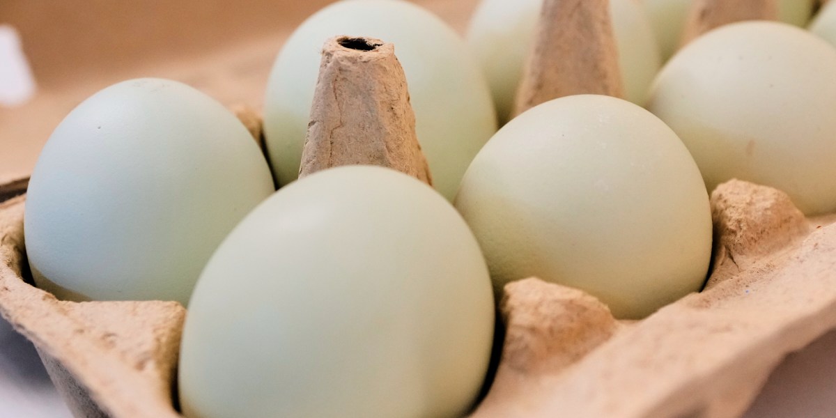 Egg giants settle US price-fixing probe with eggs and $3.3M