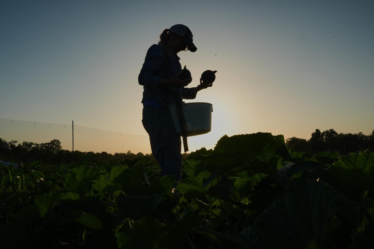 ‘They’re not freak occurrences’: Farmers grapple with protecting crops as heat waves and extreme weather become more frequent