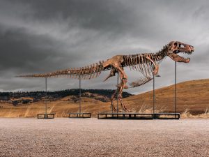 Dinosaur bones market roars as T-Rex named ‘Gus’ sells for record $50.1 million to mystery bidder at auction