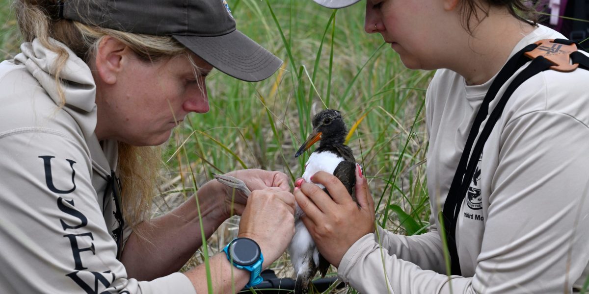 American Oystercatcher Population Sees 45% Increase American Oystercatcher Population Sees 45% Increase