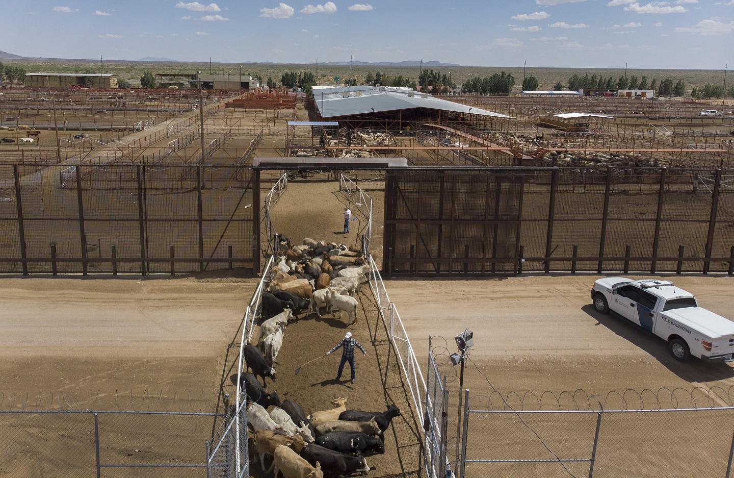 U.S. to reopen border to Mexican cattle imports after screwworm ban