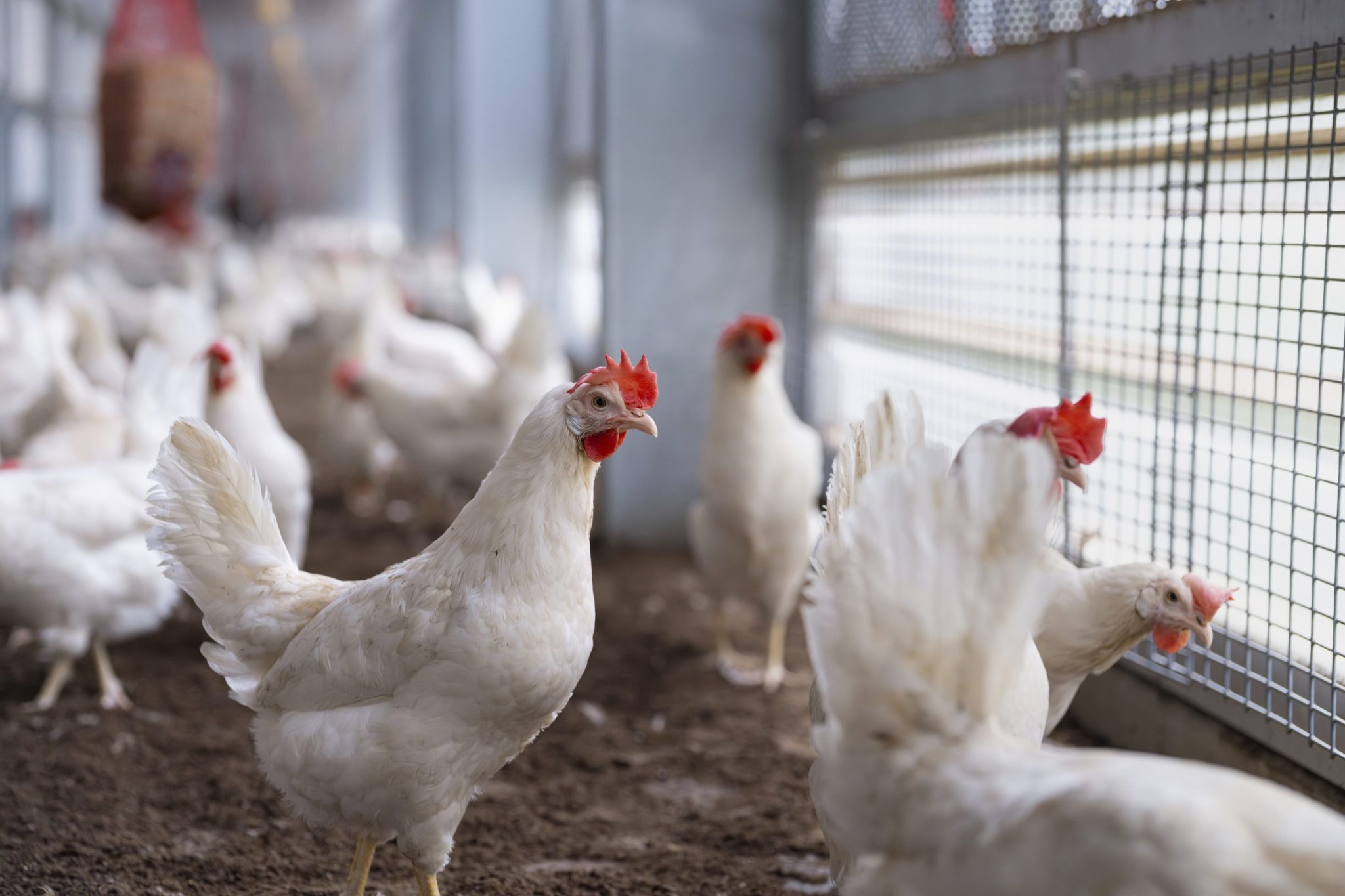 AI workers just got together and donated $40 million to save factory-farmed chickens