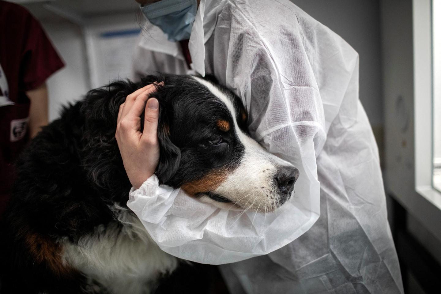 Vets issue urgent warning to pet owners as flesh-eating screwworm spreads through Texas and New Mexico