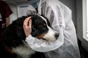 Vets issue urgent warning to pet owners as flesh-eating screwworm spreads through Texas and New Mexico