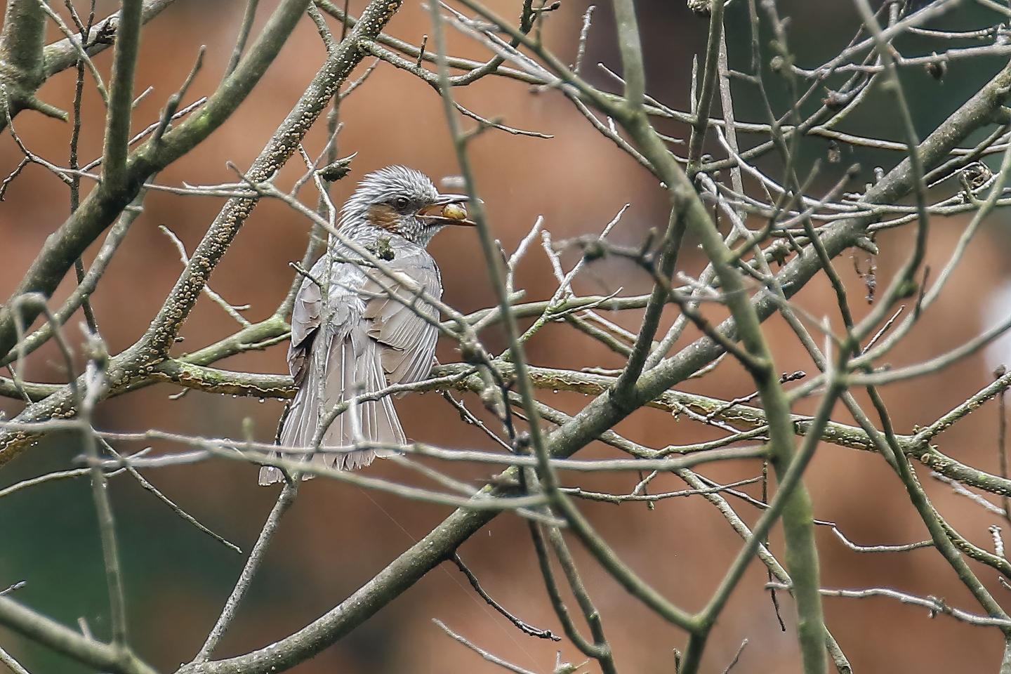 A small Brown-eared Bulbul bird perches on a branch in a tree.