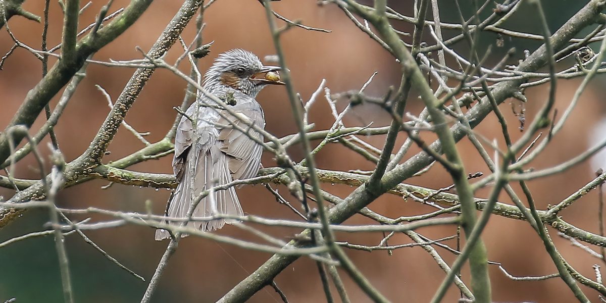 Sit back and watch the birds—your health will thank you, data shows