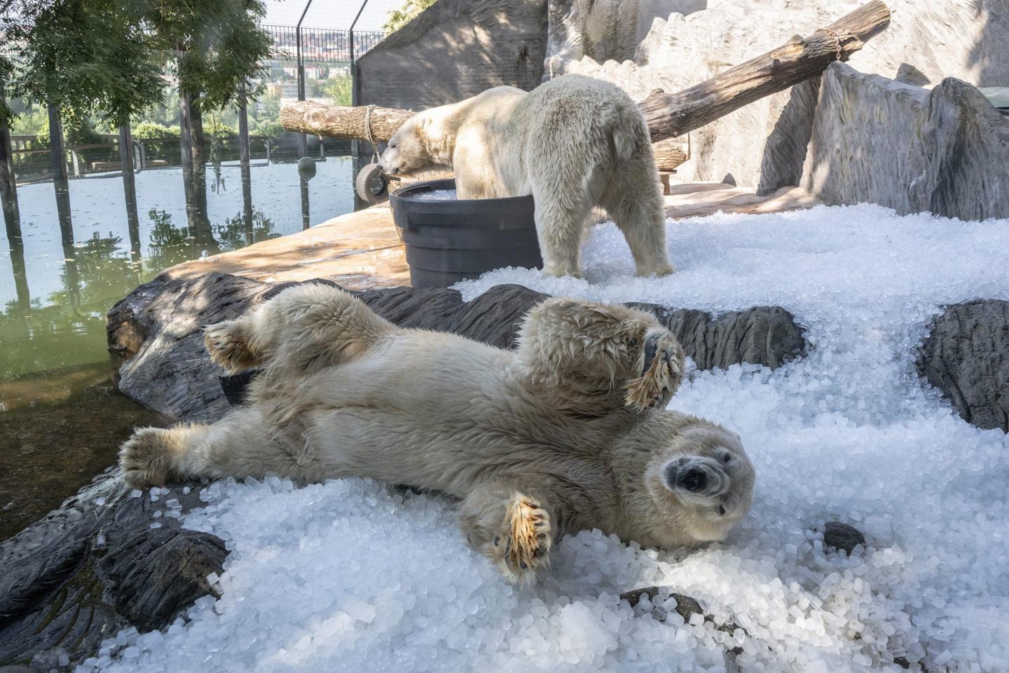 Photo of two polar bears
