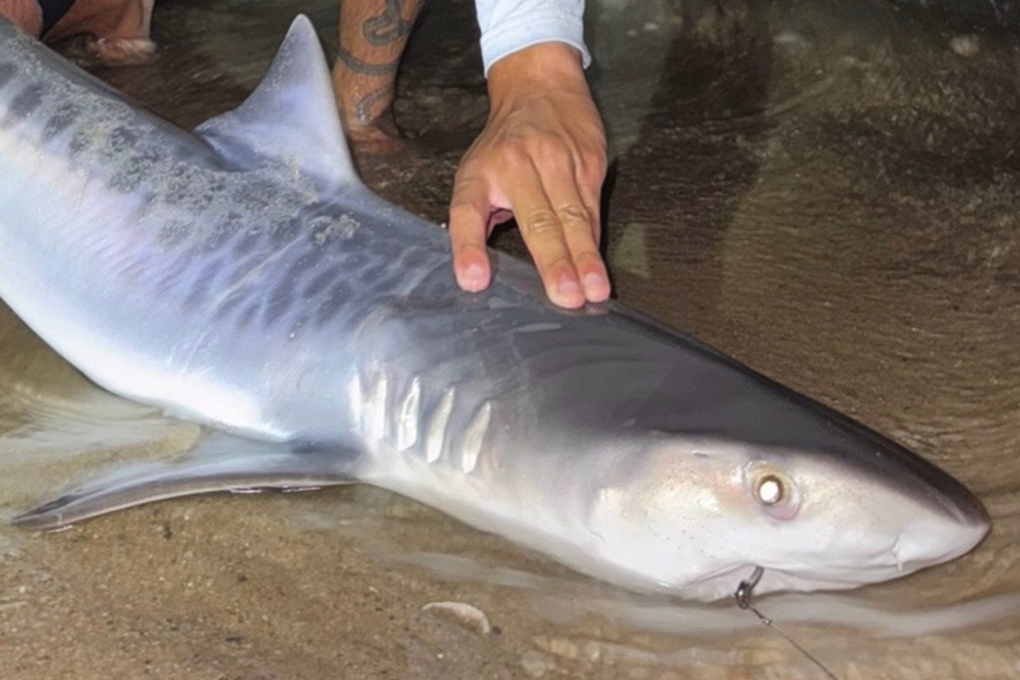 shark