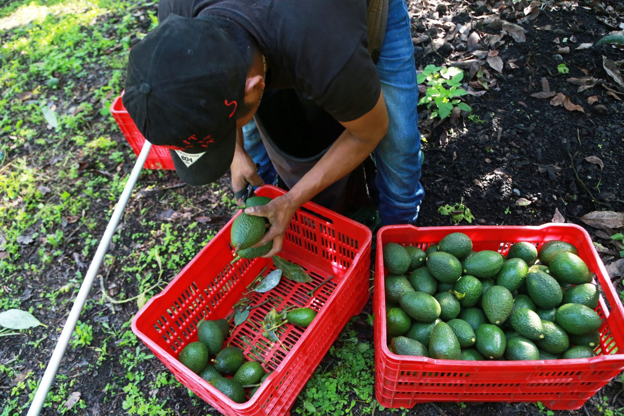 Avocado pickers in Mexico restart exports as security alert is lifted but are ‘at the mercy of whatever the U.S. market and government decide’