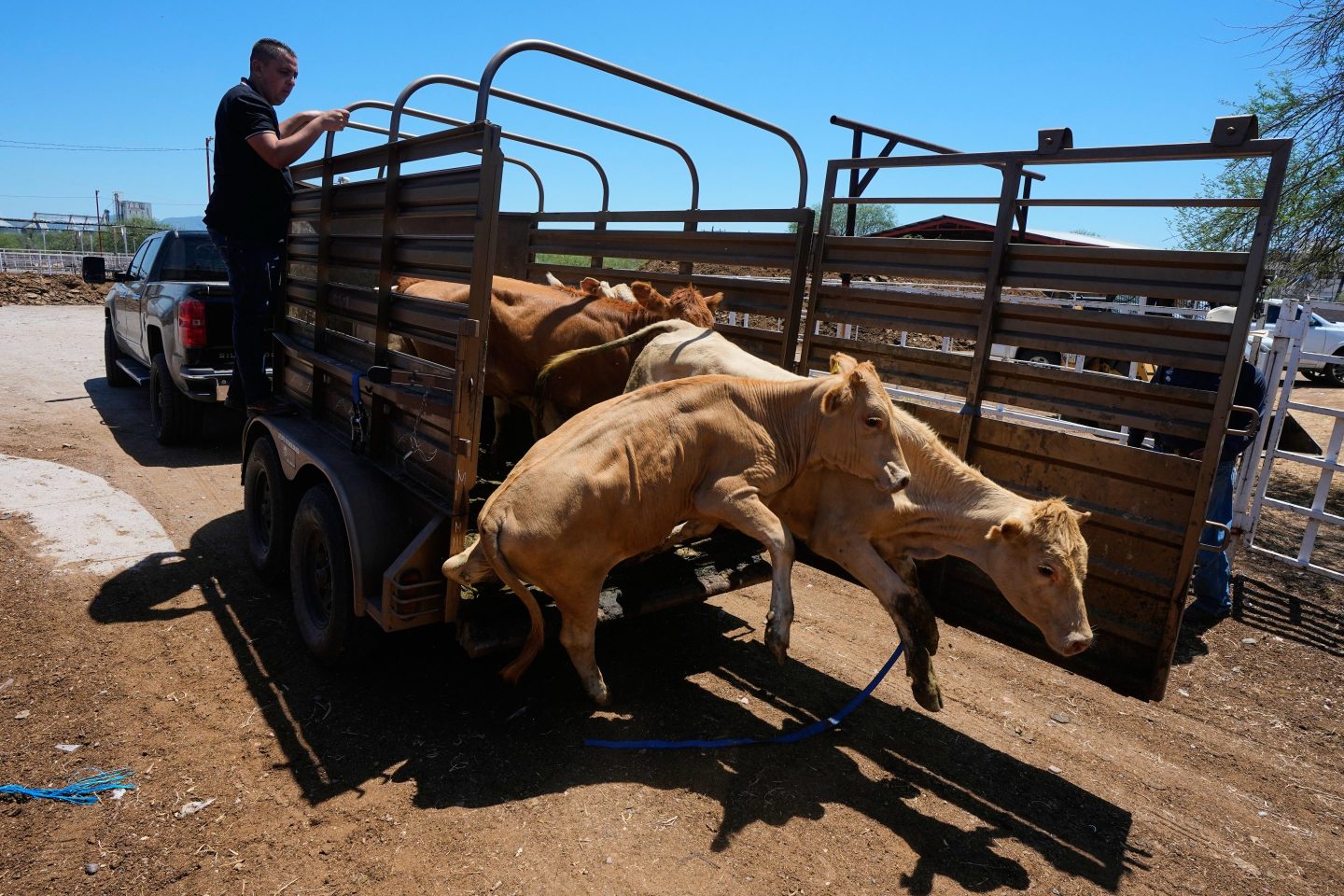 U.S. to allow limited livestock imports from Mexico as outbreak from flesh-eating screwworm parasite eases, but total eradication will take time