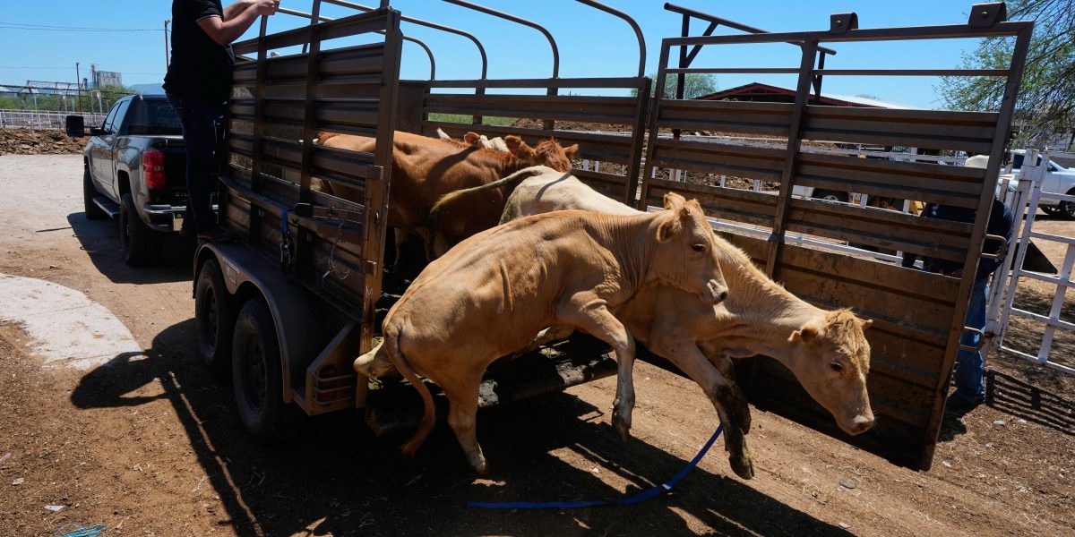 U.S. to allow limited livestock imports from Mexico as outbreak from flesh-eating parasite eases, but total eradication will take time | Fortune