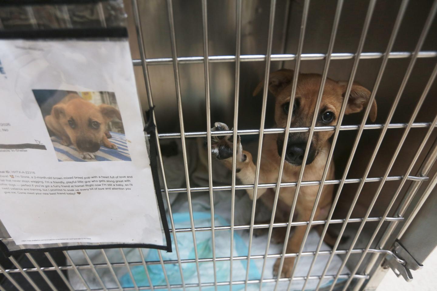 Photo of a dog in a kennel