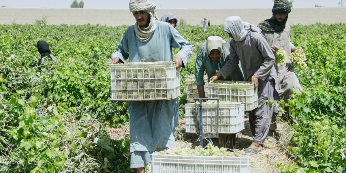 Afghanistan&rsquo;s grape harvest is turning into raisins &mdash;&nbsp;literally &mdash;&nbsp;as exports collapse