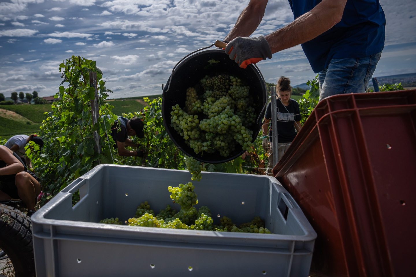 The great climate change Champagne race, as grape ripening shrinks from 100 to 80 days: ‘We’ve never seen anything like it’