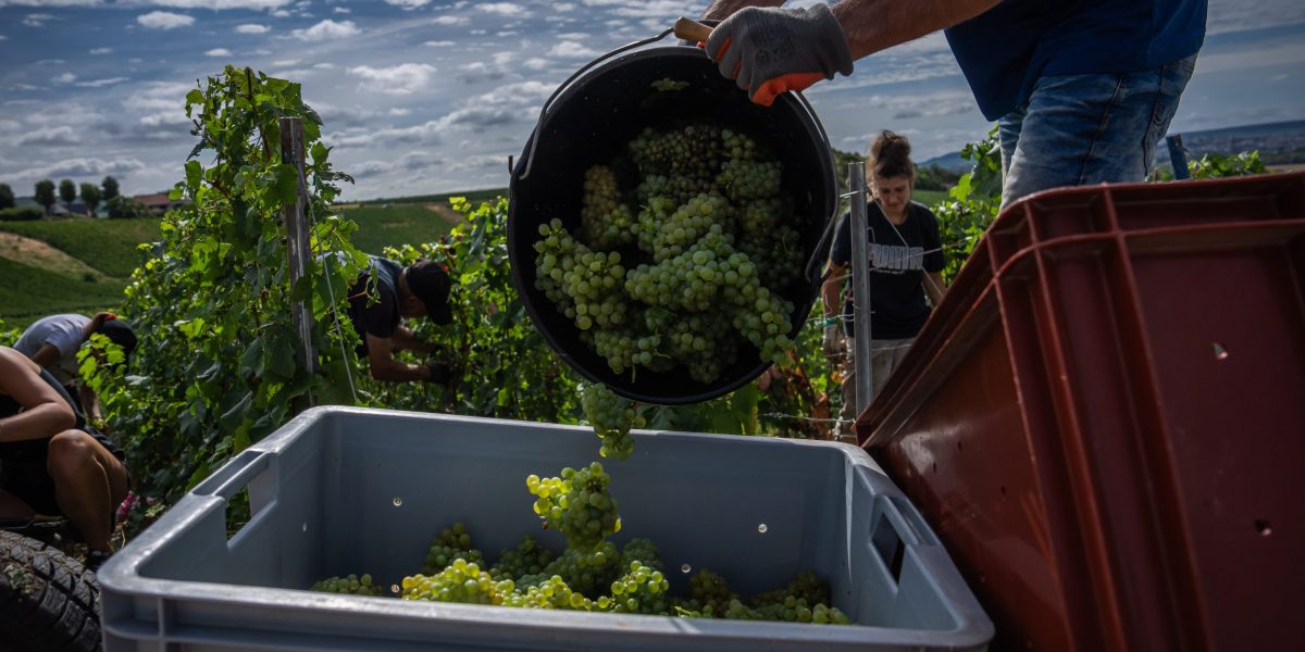 The Great Climate Change Champagne Race, as Grape Ripening Shrinks from 100 to 80 Days: 'We’ve Never Seen Anything Like It'