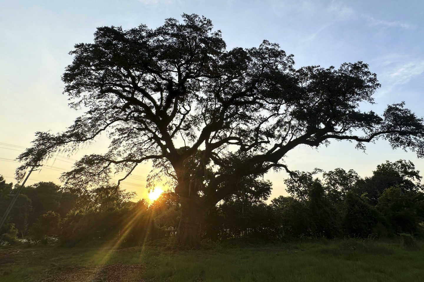 The sun rises behind a Revolutionary War "witness tree" at the Battle of Eutaw Springs, S.C., historic site.