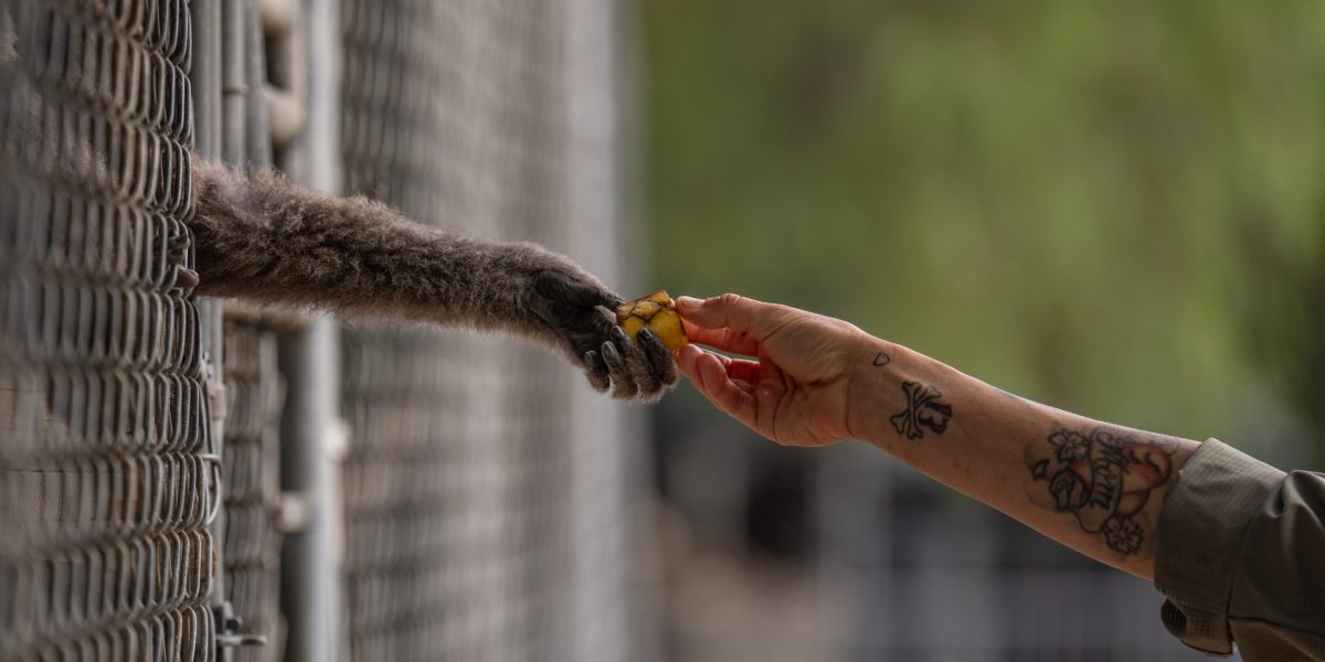 A California house painter taught himself about gibbons 50 years ago — and now his center is a world-leading rescue facility