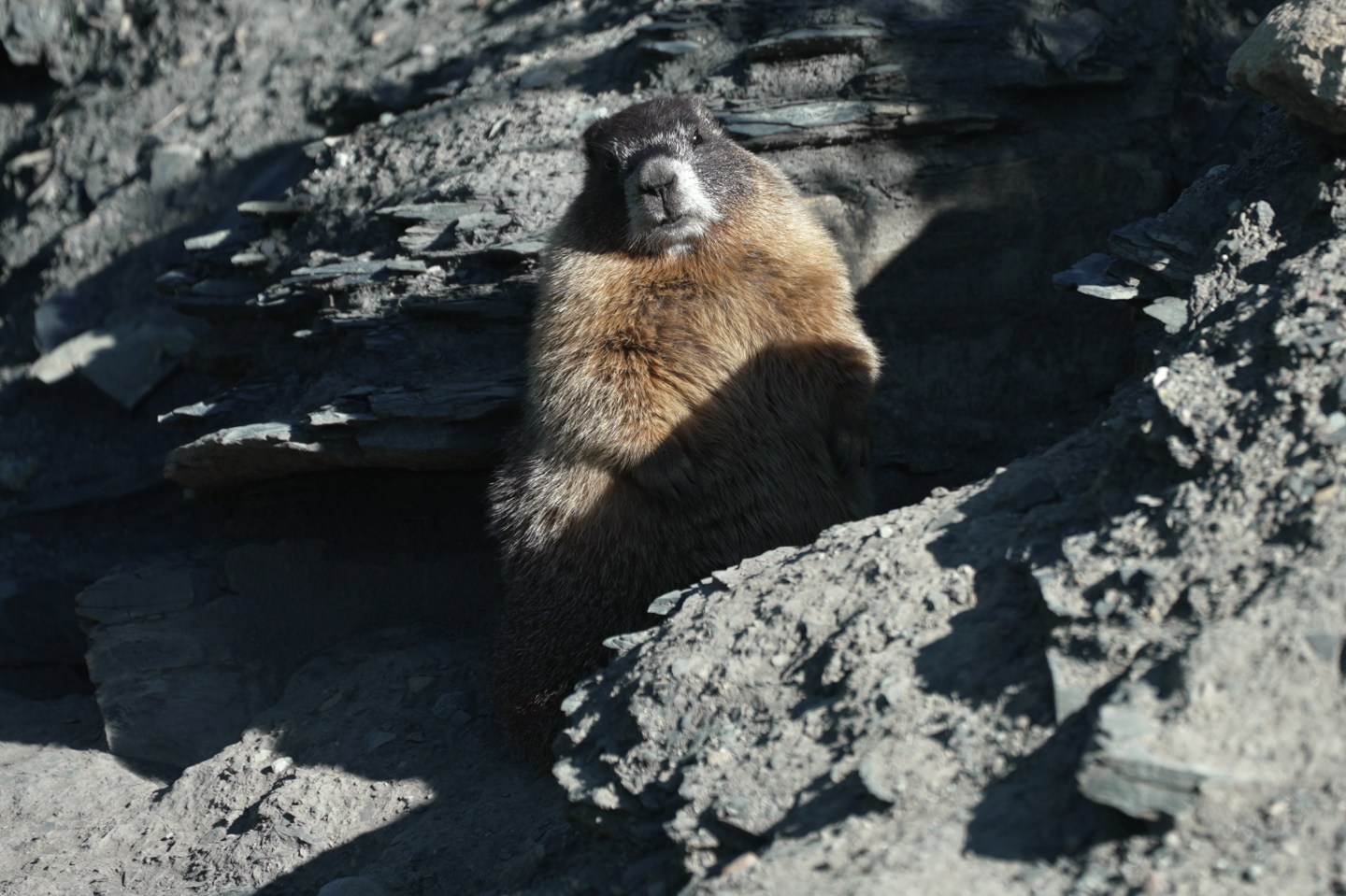 marmot