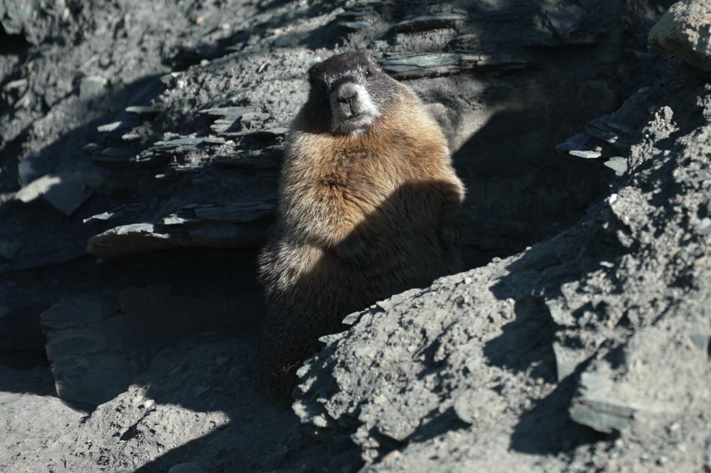 marmot