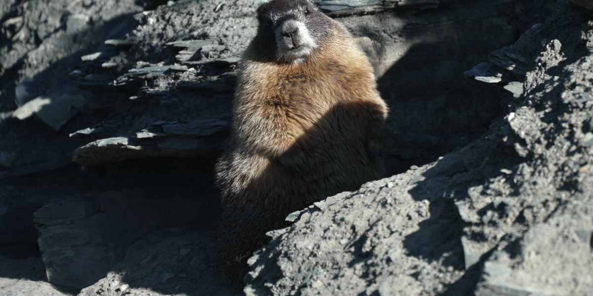 Leader of Fat Marmot Week Fights the Budget Cut Era: 'We're Going to Be Laughing Our Way Down as the Titanic Sinks'
