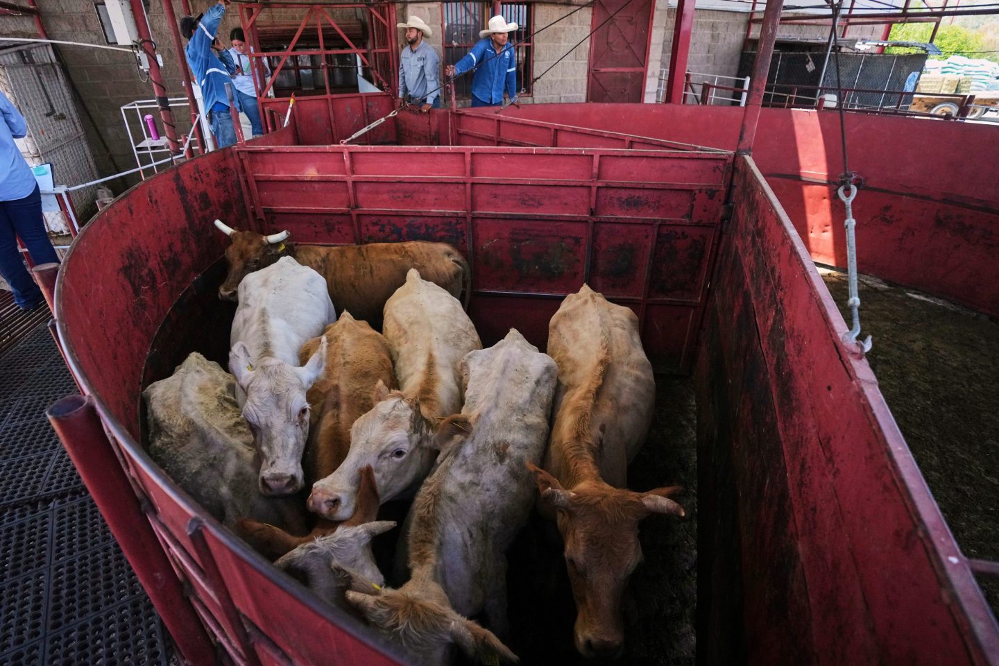 Photo of cows huddled together