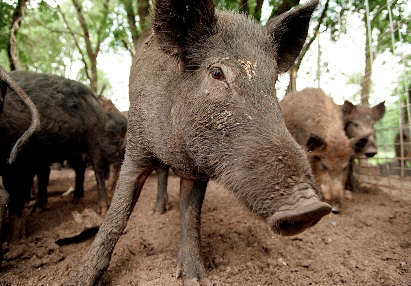 feral hogs