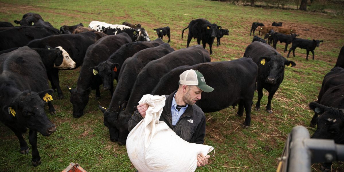 Record beef prices are minting fortunes for ranchers—but straining the farmers who fatten the cattle