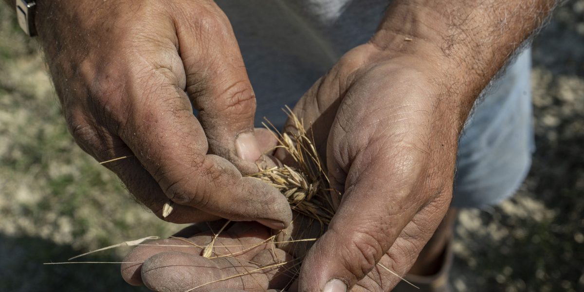 Four firms control more than half of the world's seed supply. Italian farmers are fighting back and returning to the bartering system
