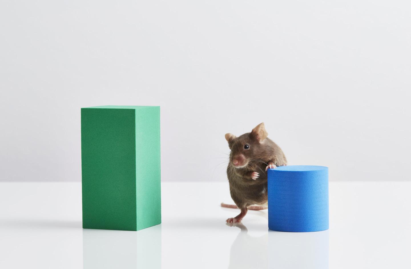 mice