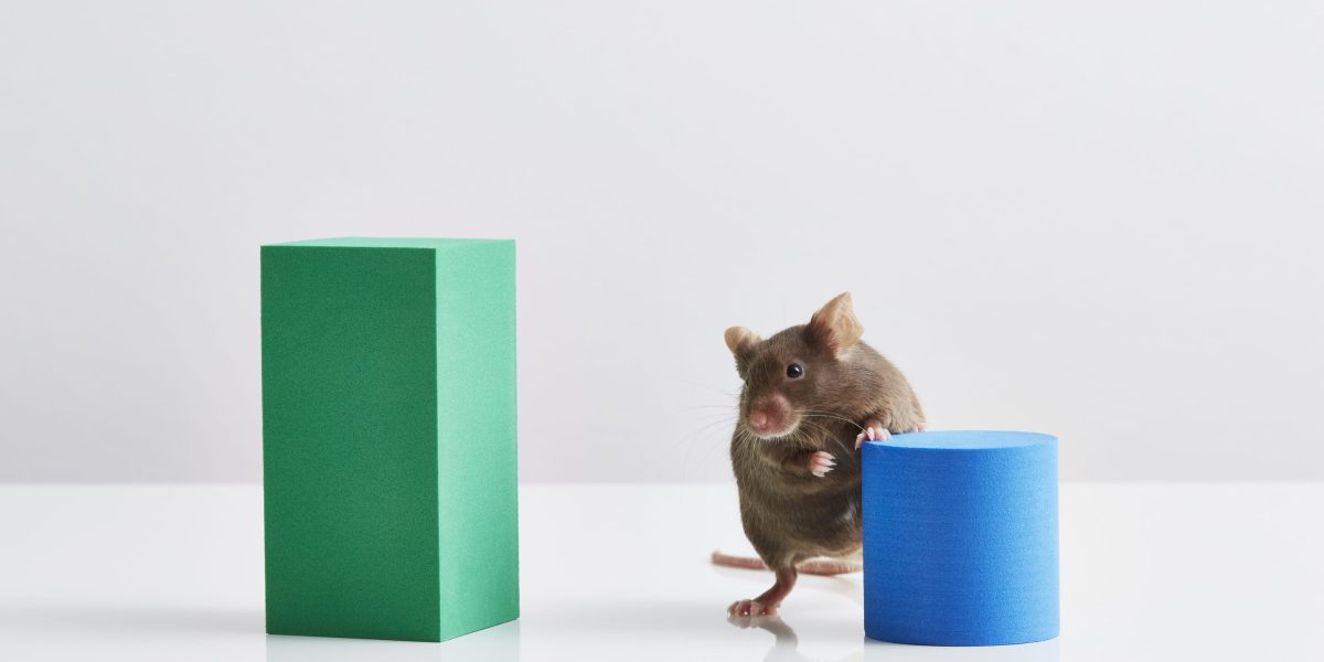 Alcoholic lab mice are helping scientists unlock which part of the brain makes us want to drink