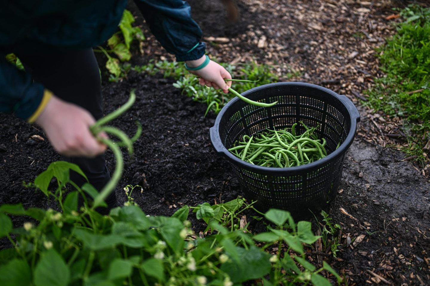 A woman picks vegetables at the Krakow City Farm.