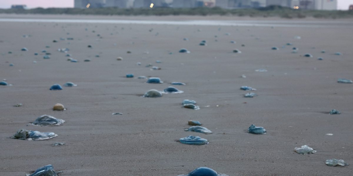 France Shuts Down Nuclear Power Units Due to Jellyfish France Shuts Down Nuclear Power Units Due to Jellyfish