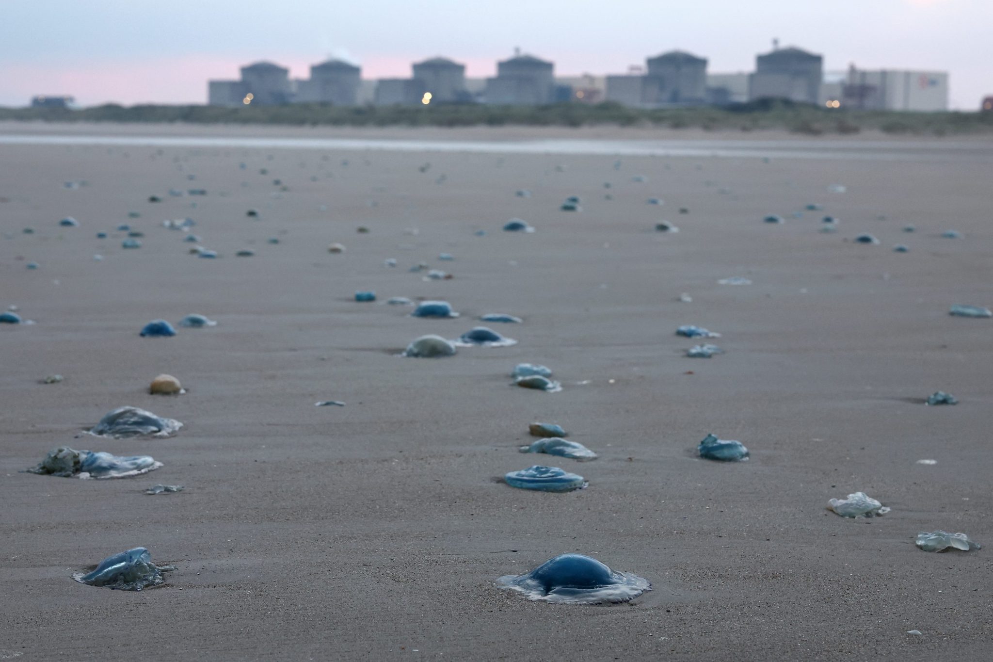 Jellyfish swarms knock out 3.2 gigawatts of French nuclear power