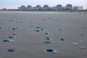 Jellyfish Swarms Disrupt French Nuclear Power Output