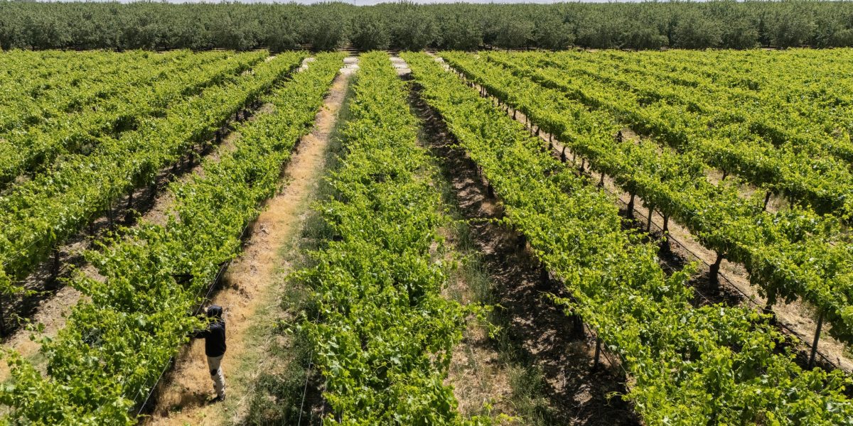 Extreme weather has cost California farmers over $800 million this year