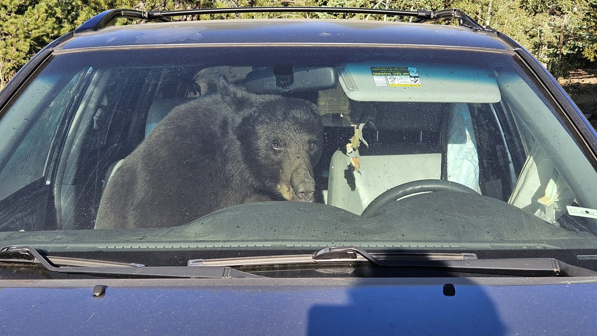 Climate change pushes thirsty bears into Coloradans’ cars — one honked a horn for hours from 3am onward