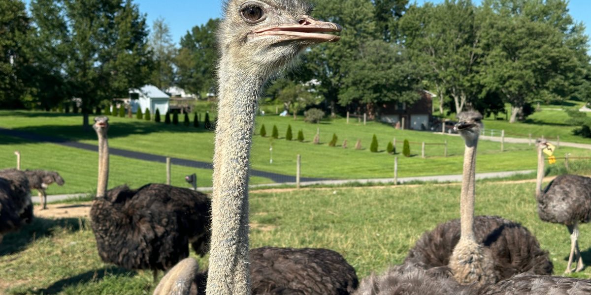 'It tastes exactly like beef.' For people with a life-threatening allergy to red meat, an ostrich burger can bring them to the verge of tears