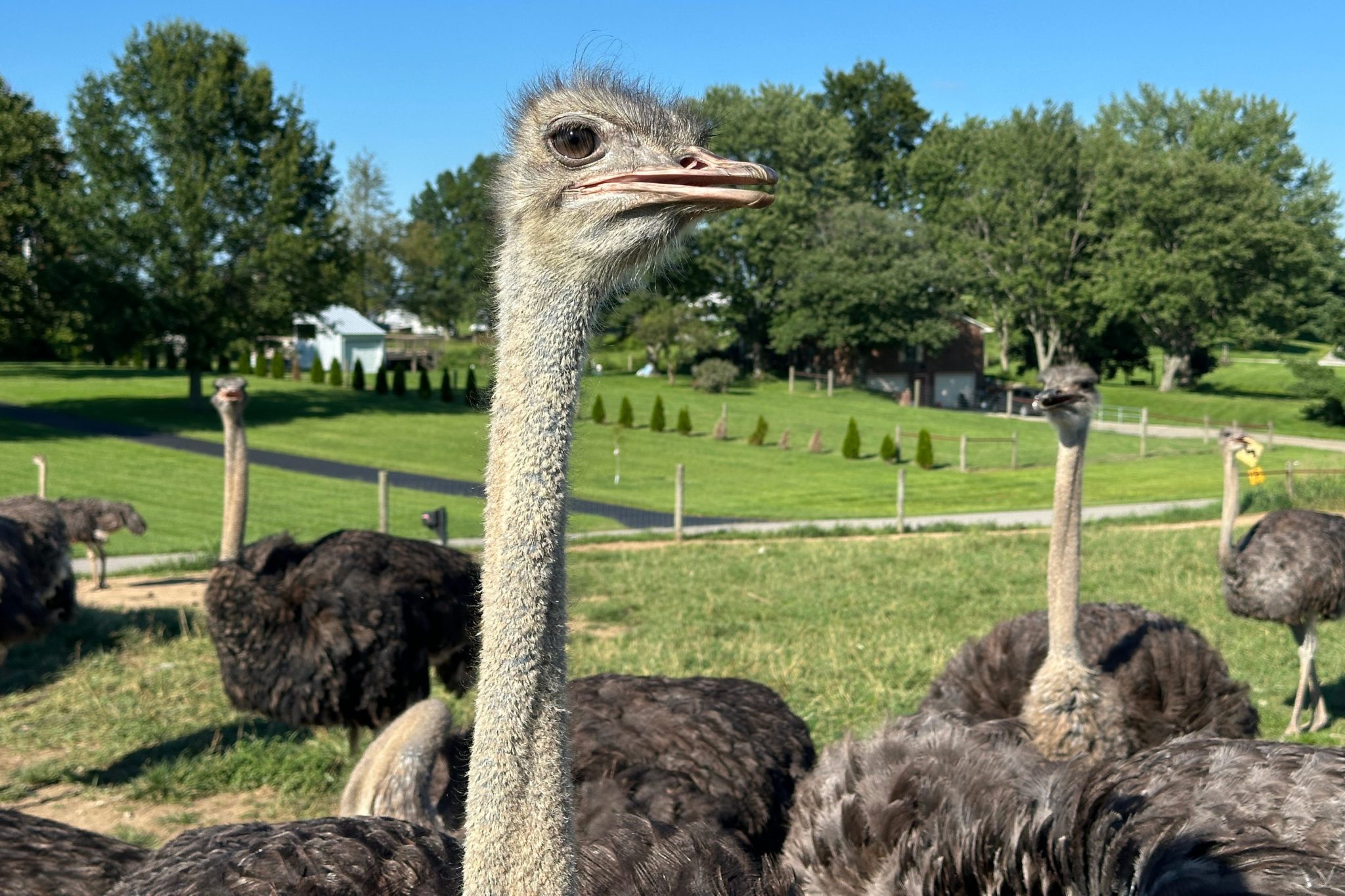 ‘It tastes exactly like beef.’ For people with a life-threatening allergy to red meat, an ostrich burger can bring them to the verge of tears