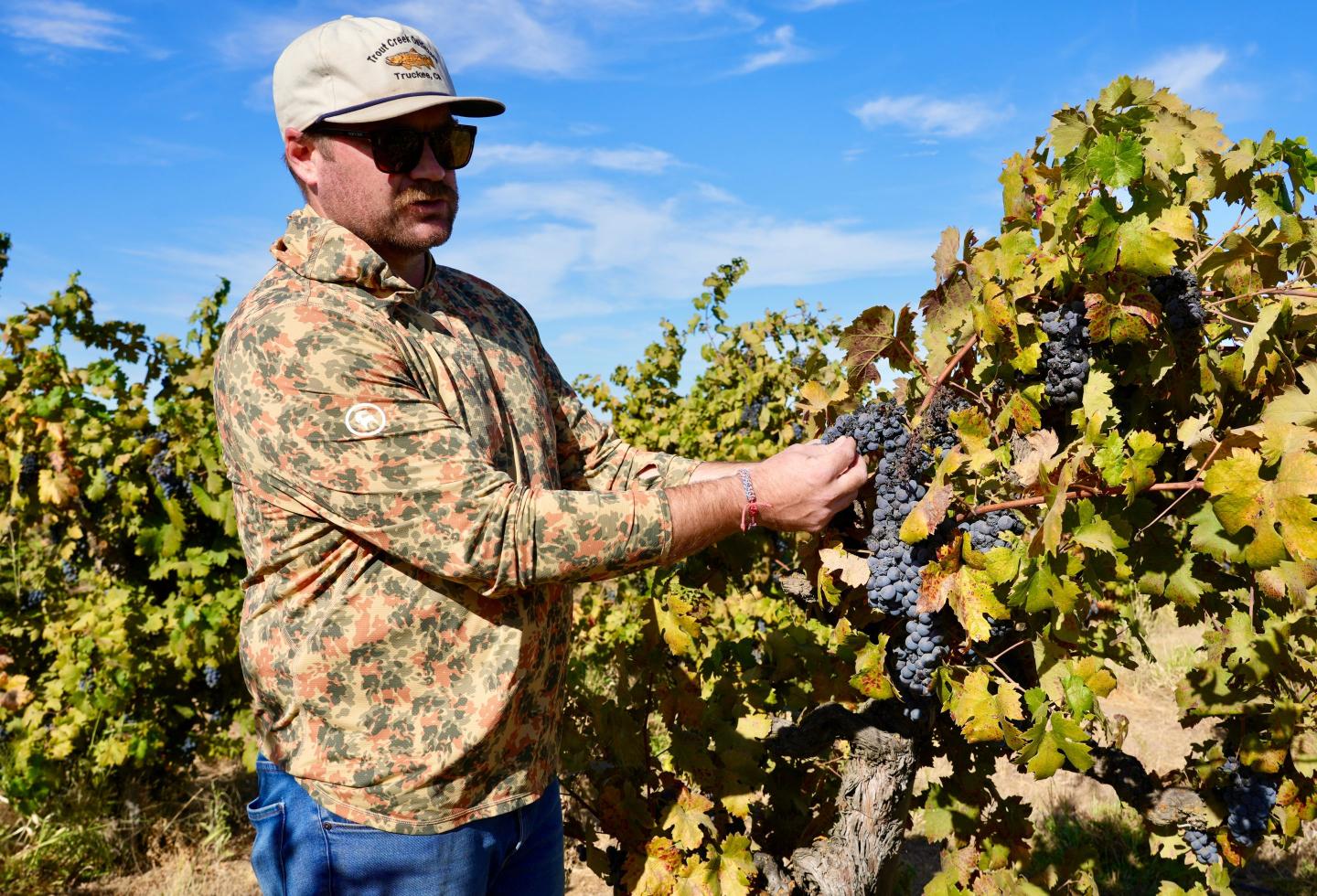 ‘The kids just aren’t drinking as much’: California’s wine country is drowning in unwanted grapes