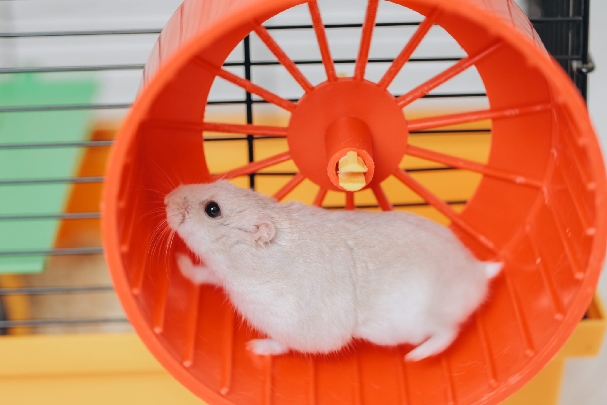 The U.S. economy is running hot and stuck on a hamster wheel as GDP growth must outpace borrowing costs—or else get sucked into a debt spiral