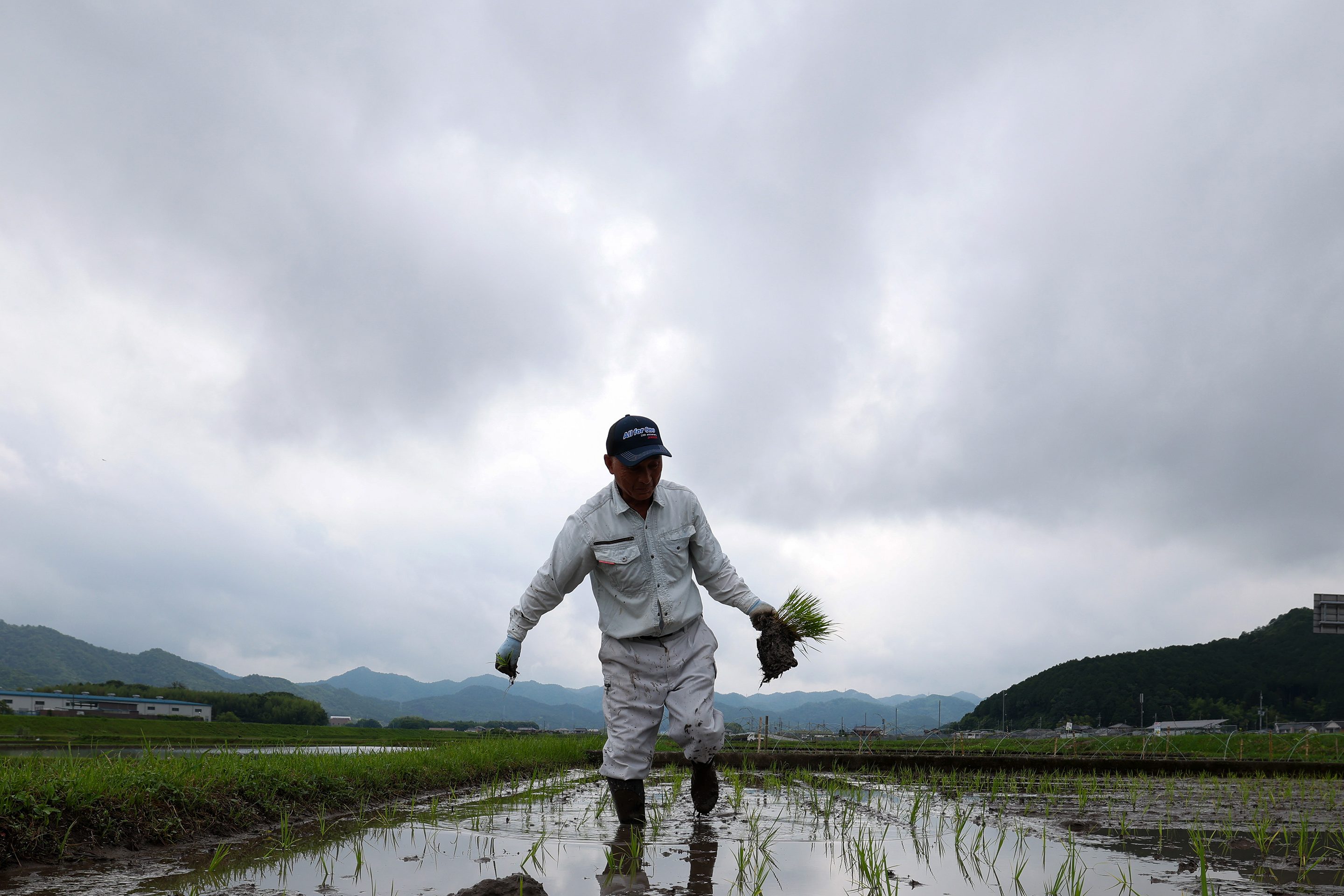fortune.com - Catherina Gioino - How Japan went from a rice shortage to a rice surplus in two years, as climate change, tourism, and a U.S. trade fight collided