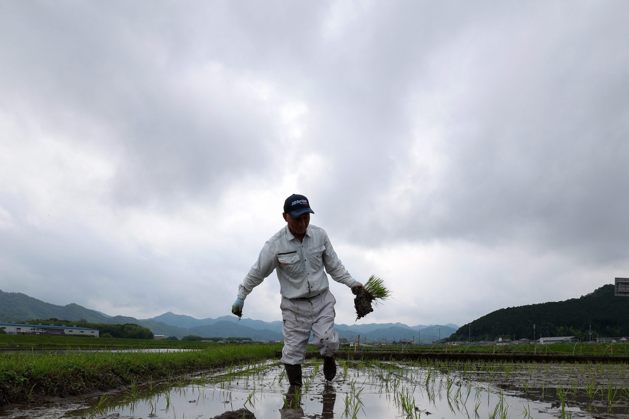 How Japan went from a rice shortage to a rice surplus in two years, as climate change, tourism, and a U.S. trade fight collided