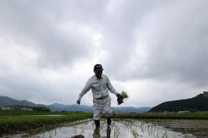Japan's Rice Market Swings From Shortage to Surplus in Two Years