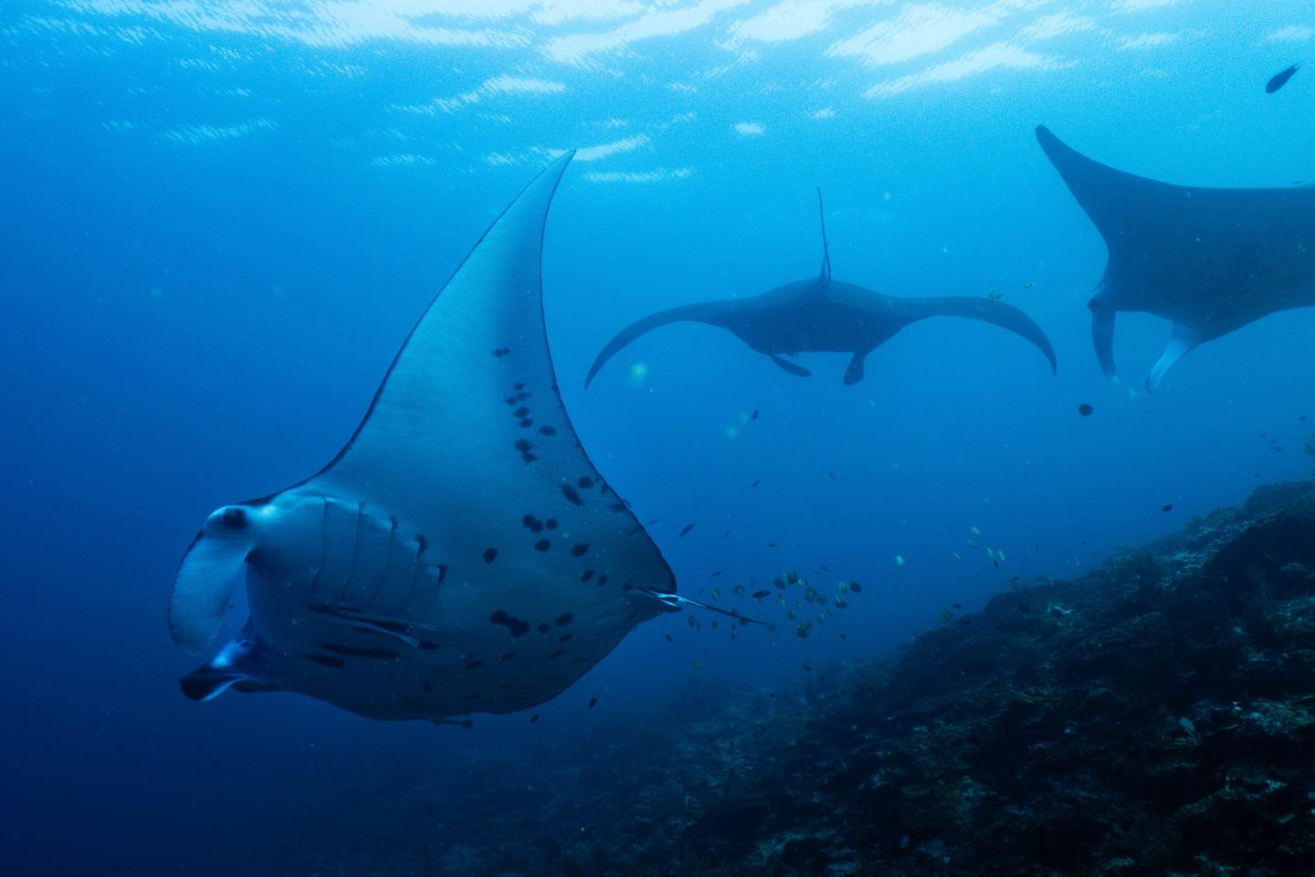 Oceanic manta rays swim at the Manta Ridge dive site in Raja Ampat, Indonesia.