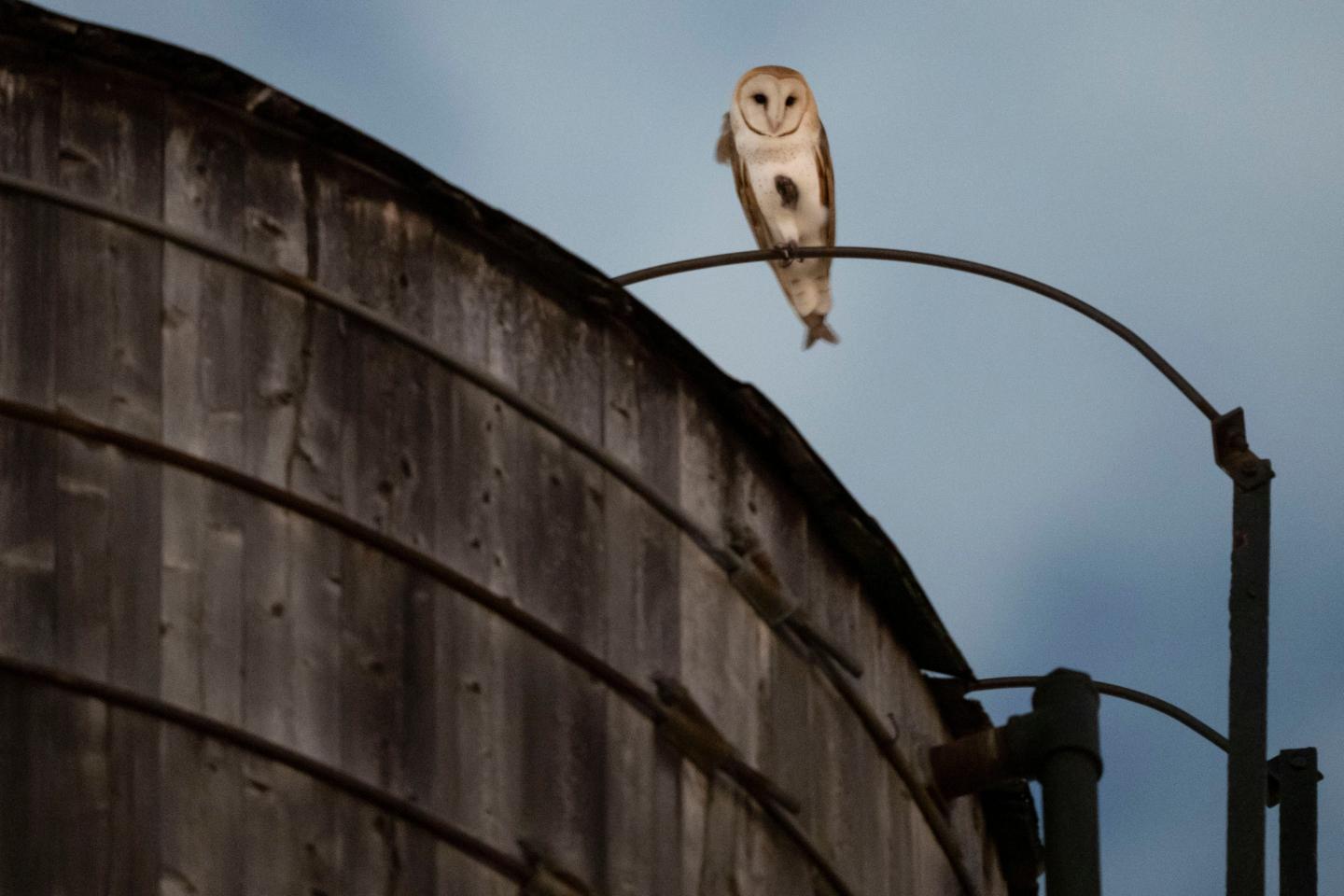 An American Barn Owl sits perched on a water tower on the Upper West Side neighborhood.